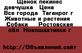 Щенок пекинес девчушка › Цена ­ 2 500 - Все города, Таганрог г. Животные и растения » Собаки   . Ростовская обл.,Новошахтинск г.